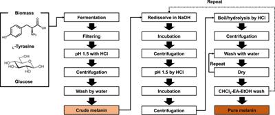 Bioprocess of Microbial Melanin Production and Isolation